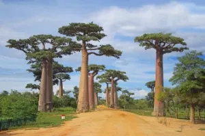 Indigenous knowledge holds key to Africa's food security